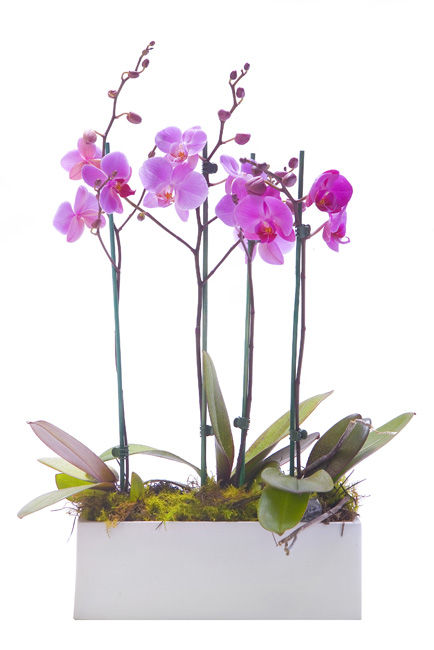 Double Orchids Double Orchids
